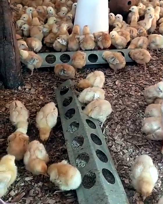 Day-old chicks around the feeder and drinker in the brooder