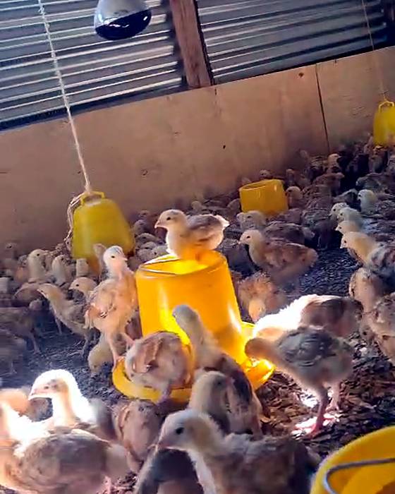 Our 3-week-old chicks in the brooder house