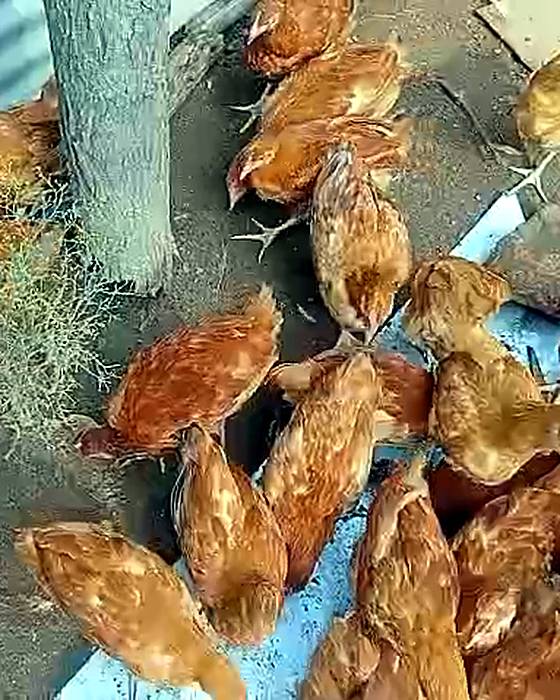 Brown hens feeding outside in the run